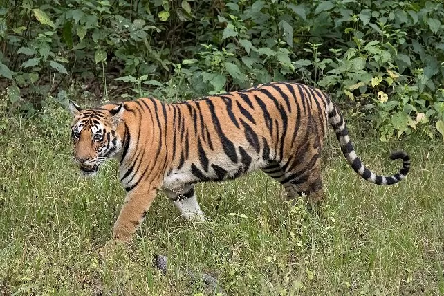 International Tiger Day 2021 History Theme And Significance