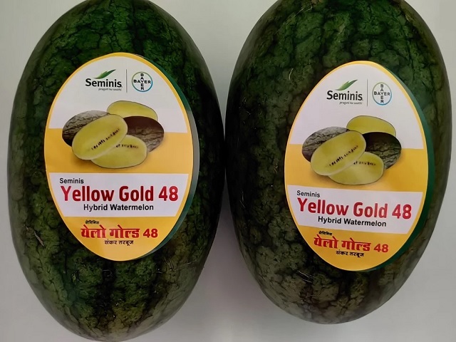 all you need to know about india"s first-ever yellow watermelon
