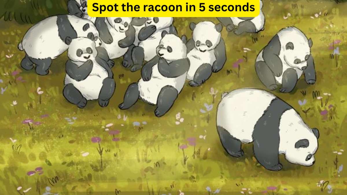 Only Highly Observant People Can Spot The Racoon Hidden Among Pandas In