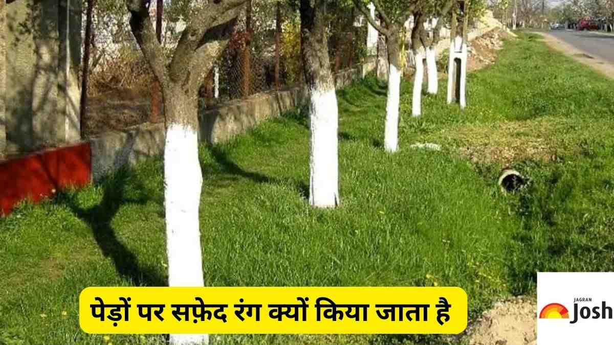 know why roadside trees are painted with white color 