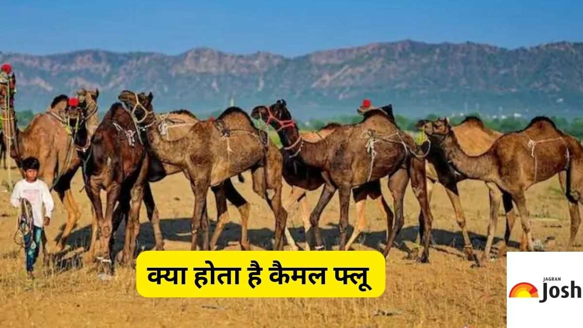 what is camel flu know important things like symptoms and infection