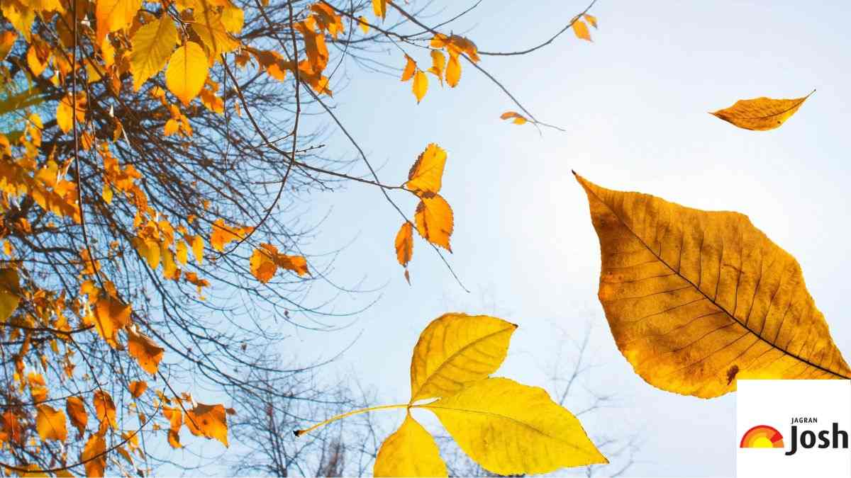 why do trees shed their leaves in autumn