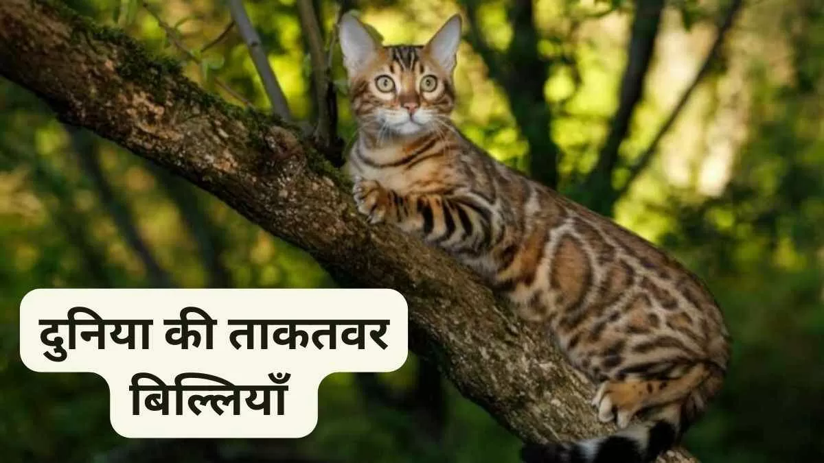  know about top nine dangerous cats in world 
