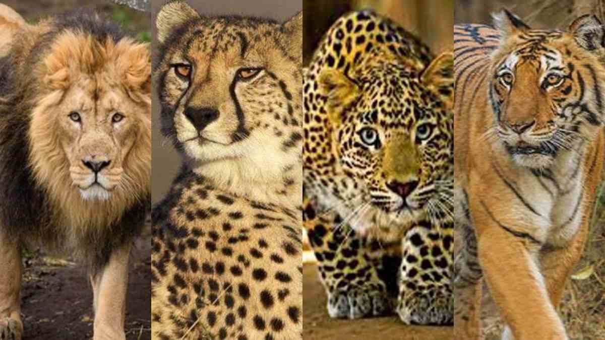 जानें चीता, तेंदुआ, शेर और बाघ में क्या अंतर है?
