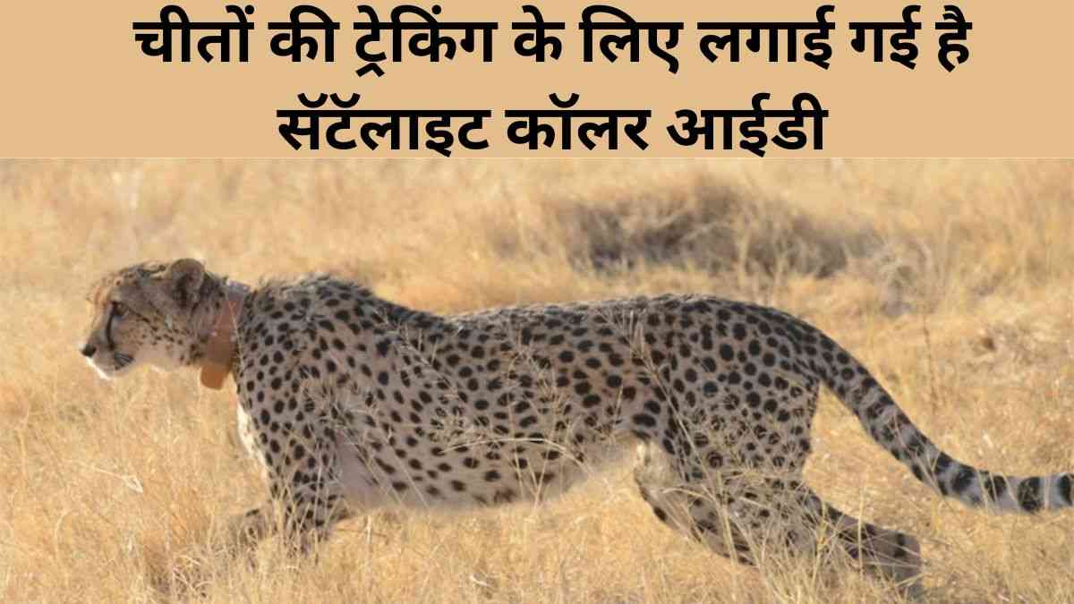 Cheetah In India