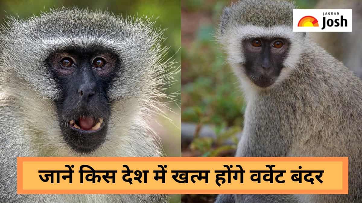 Vervet Monkey:  जानें किस देश में खत्म की जाएगी वर्वेट बंदरों की पूरी आबादी