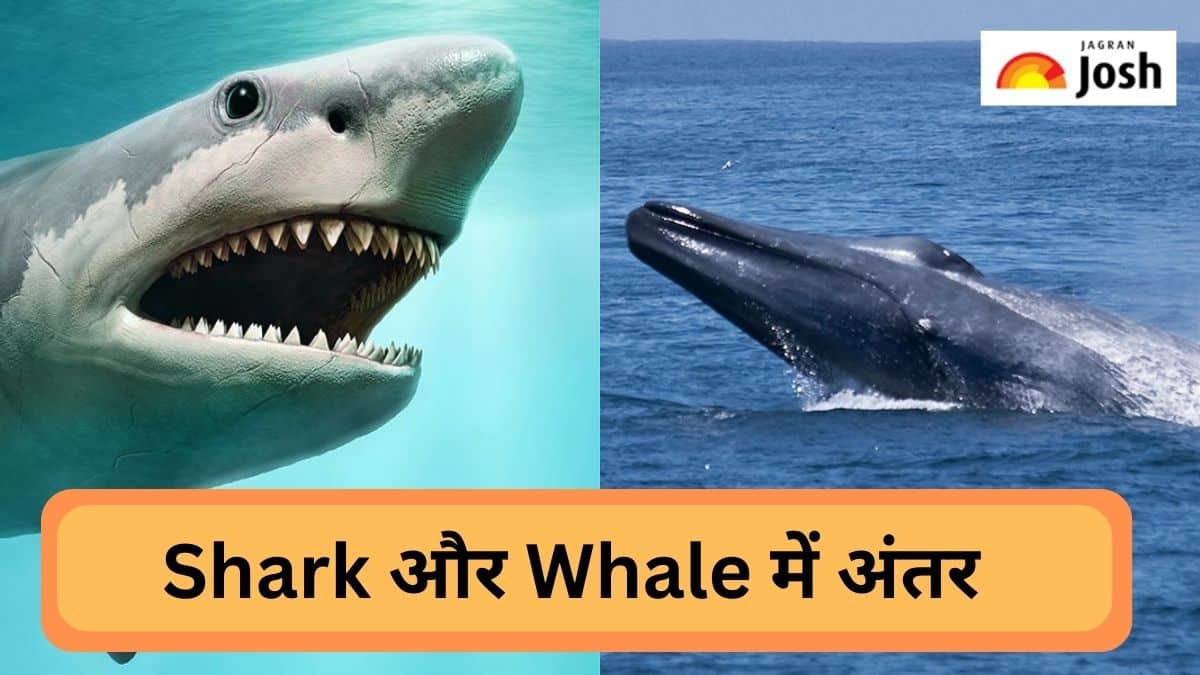 Difference: Shark और Whale में क्या होता है अंतर, जानें  