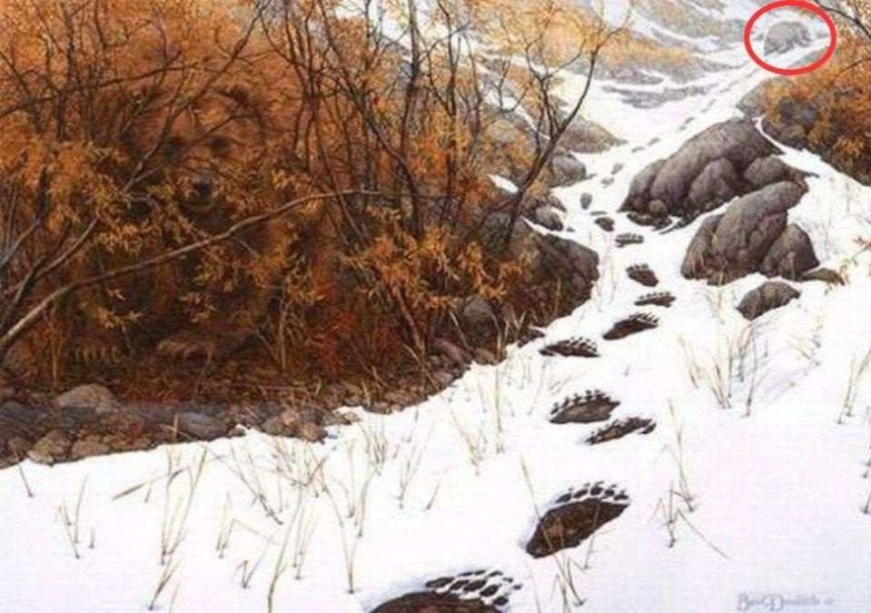 find-hidden-bear-optical-illusion-answer