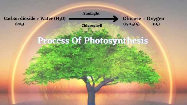 Photosynthesis-process