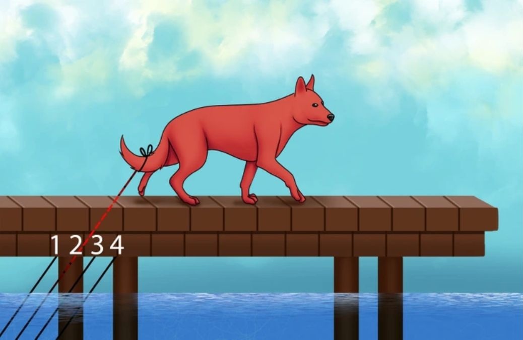 which rope is tied to the fox optical illusion with answer which-rope-is-tied-to-the-fox-optical-illusion-with-answer