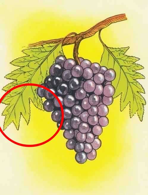 find the mistake in the picture solved