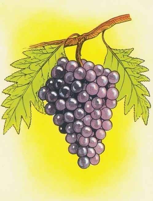 find the mistake grape