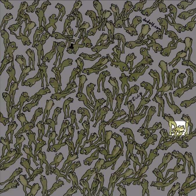 which-frog-is-leaping-picture-puzzle-answer