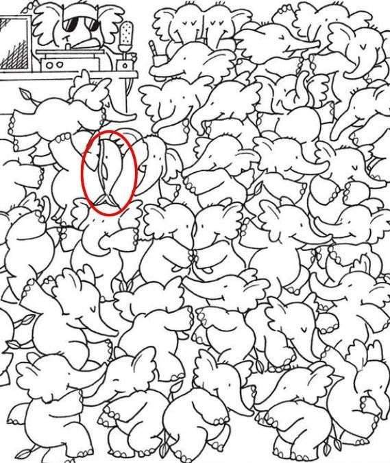 hidden whale optical illusions with pictures find-hidden-whale-optical-illusion-answer