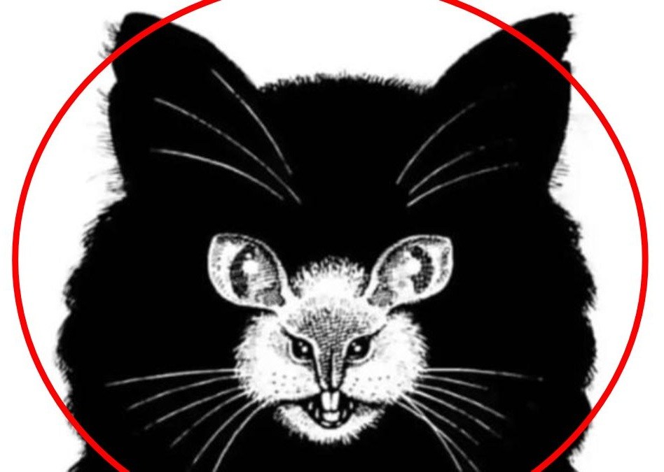 what-you-see-first-reveals-personality-traits-cat