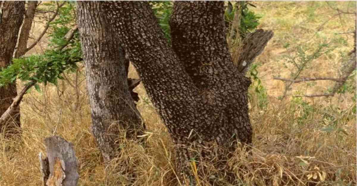 find hidden leopard optical illusion with answer find-hidden-leopard-optical-illusion