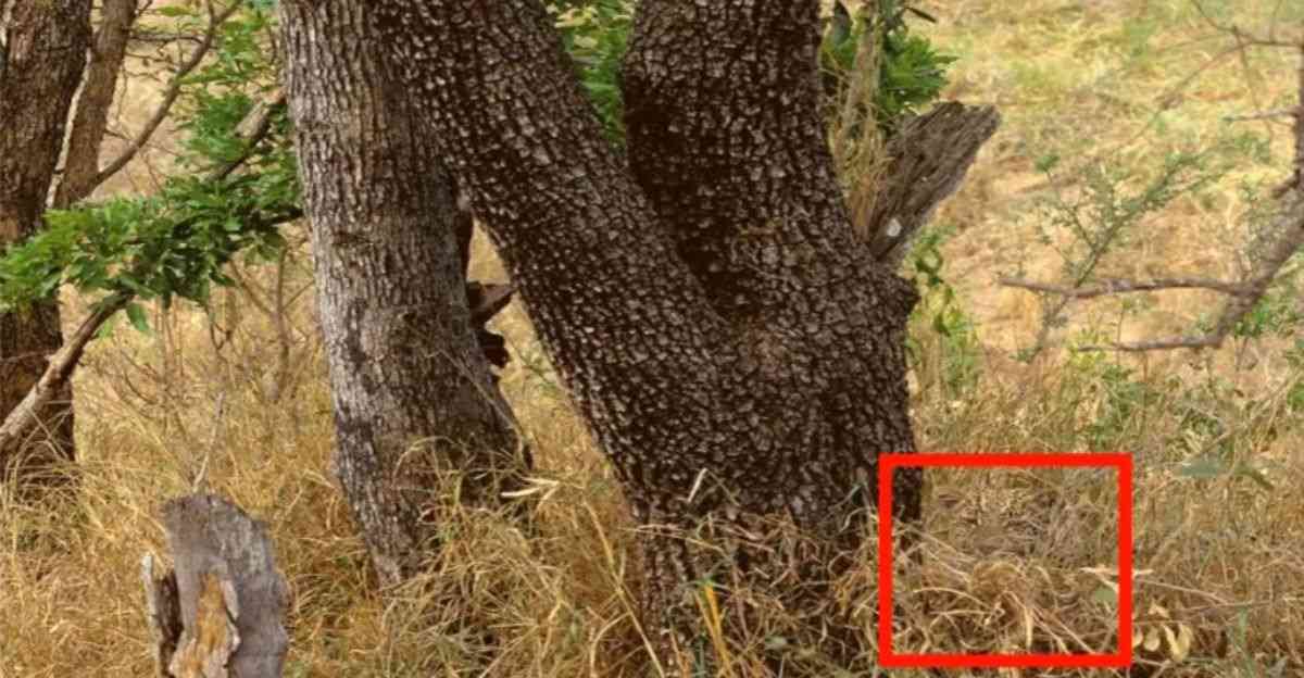 find hidden leopard optical illusion with answer find-hidden-leopard-optical-illusion-answer