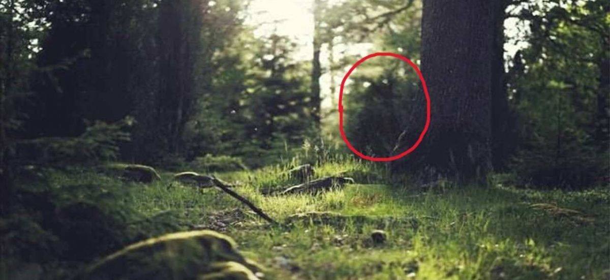 hidden cat optical illusion with answer hidden-cat-optical-illusion-answer