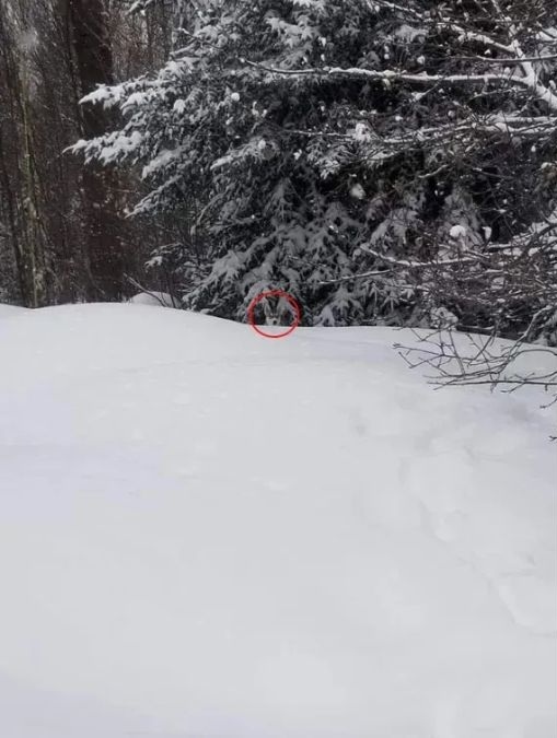 spot-hidden-dog-optical-illusion-brain-teaser-answer