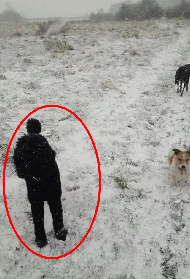 Find the third dog solved