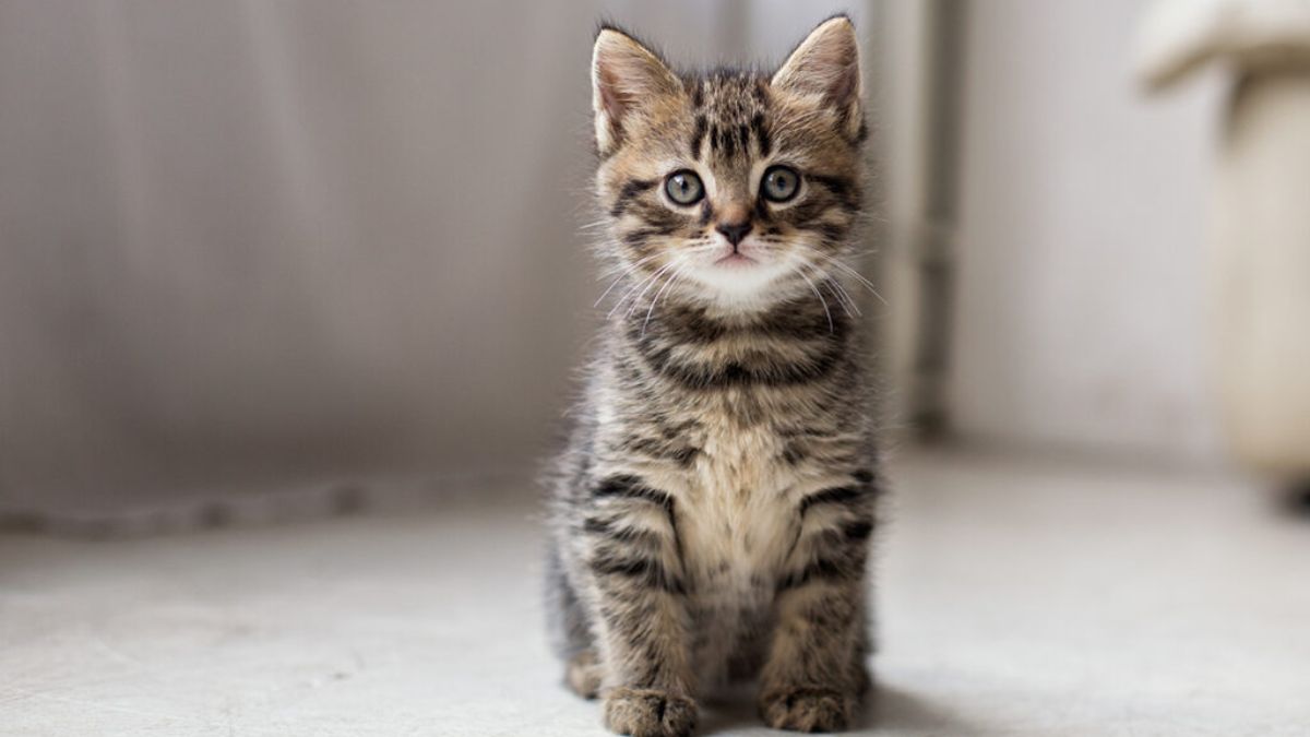 cat-lover-ailurophile