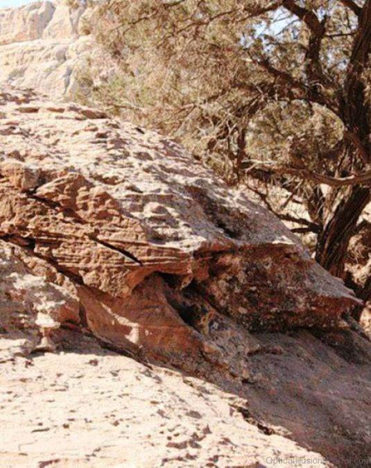 hidden-cat-optical-illusion