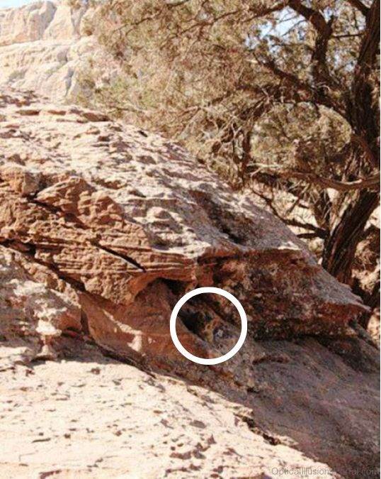 hidden-cat-optical-illusion-answer