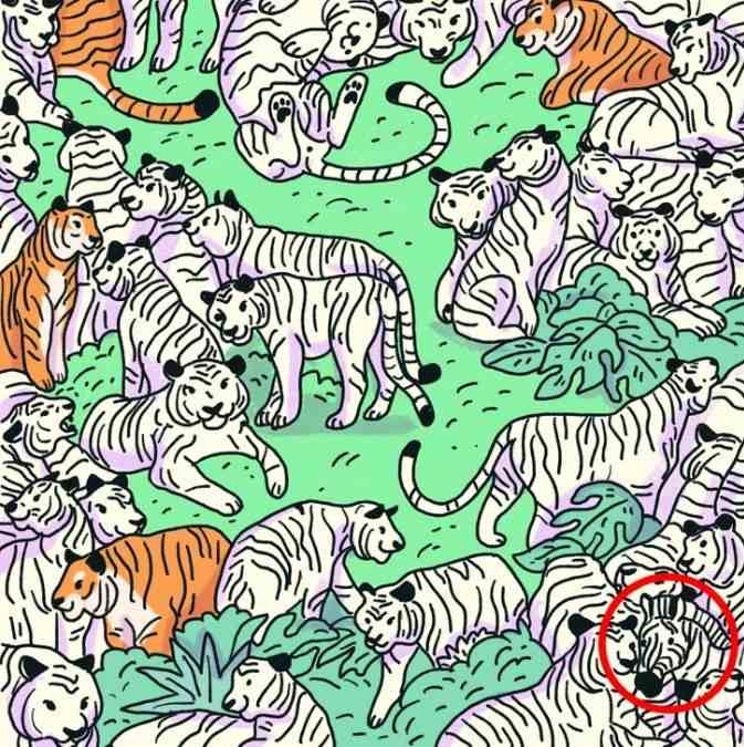 spot-the-zebra-puzzle-answer