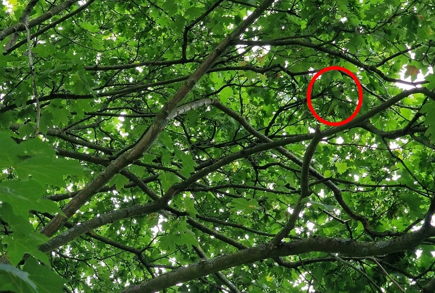 find the parrot solved