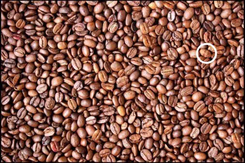 find-hidden-face-optical-illusion-answer