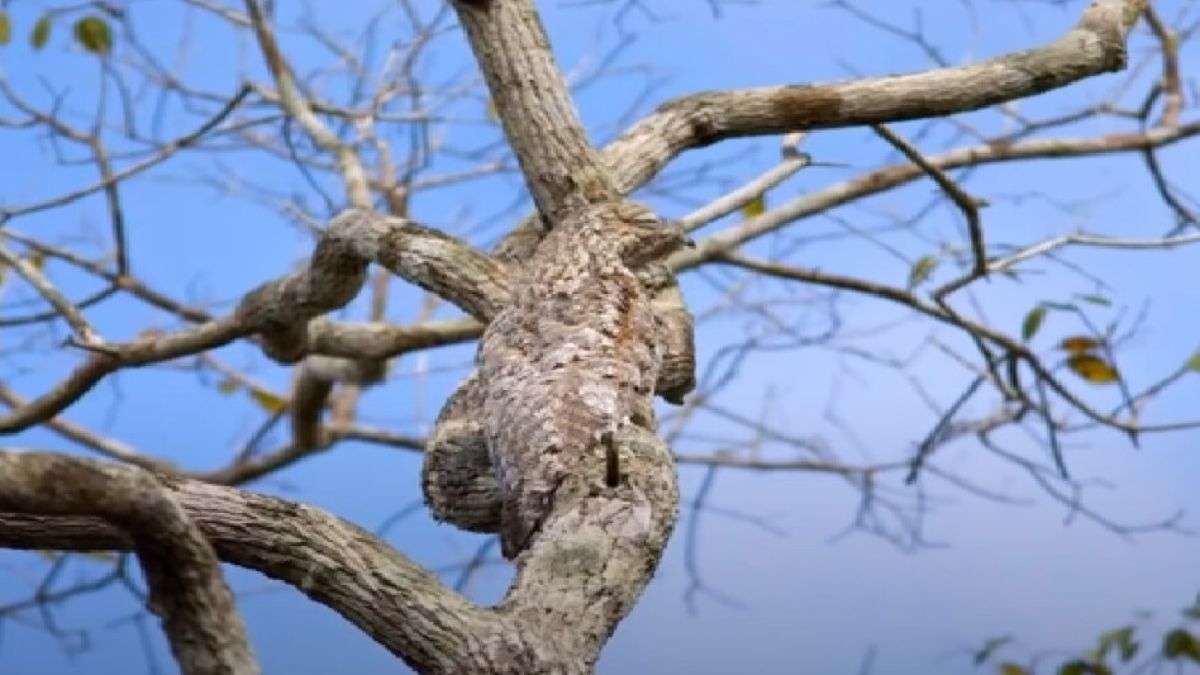 find-hidden-bird-optical-illusion