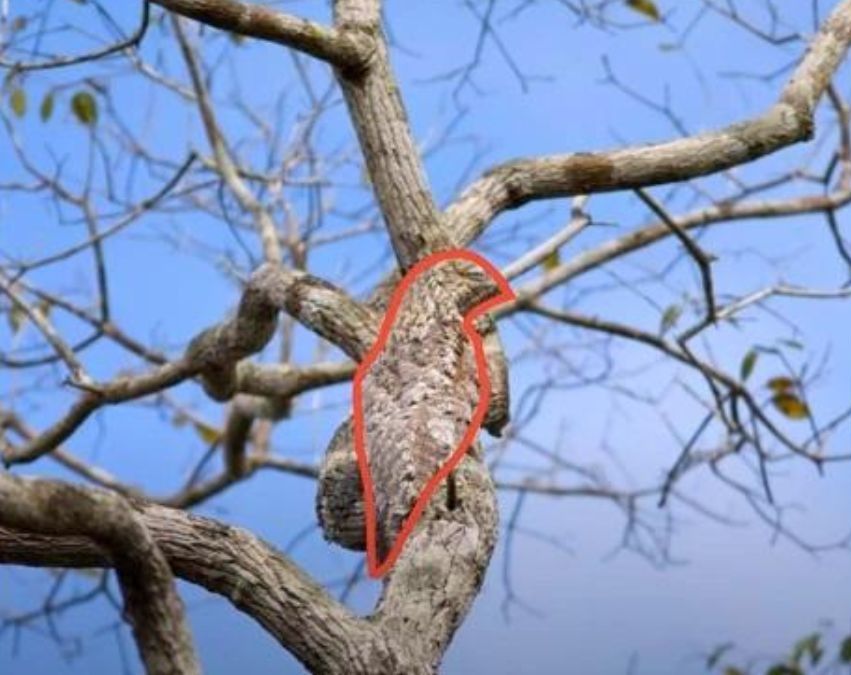 find-hidden-bird-optical-illusion-answer