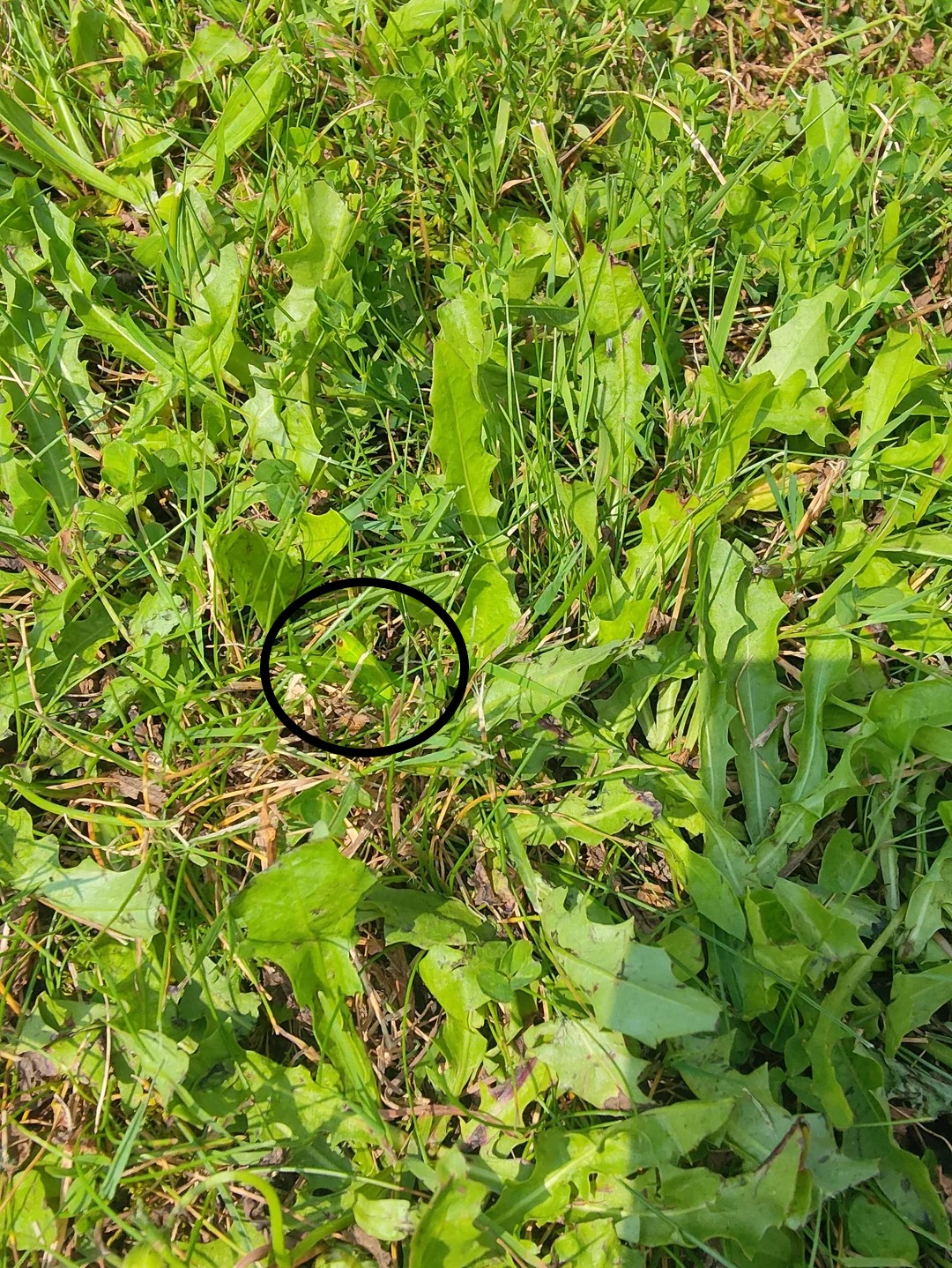 find-the-grasshopper-v0-7tyw8qykoeif1