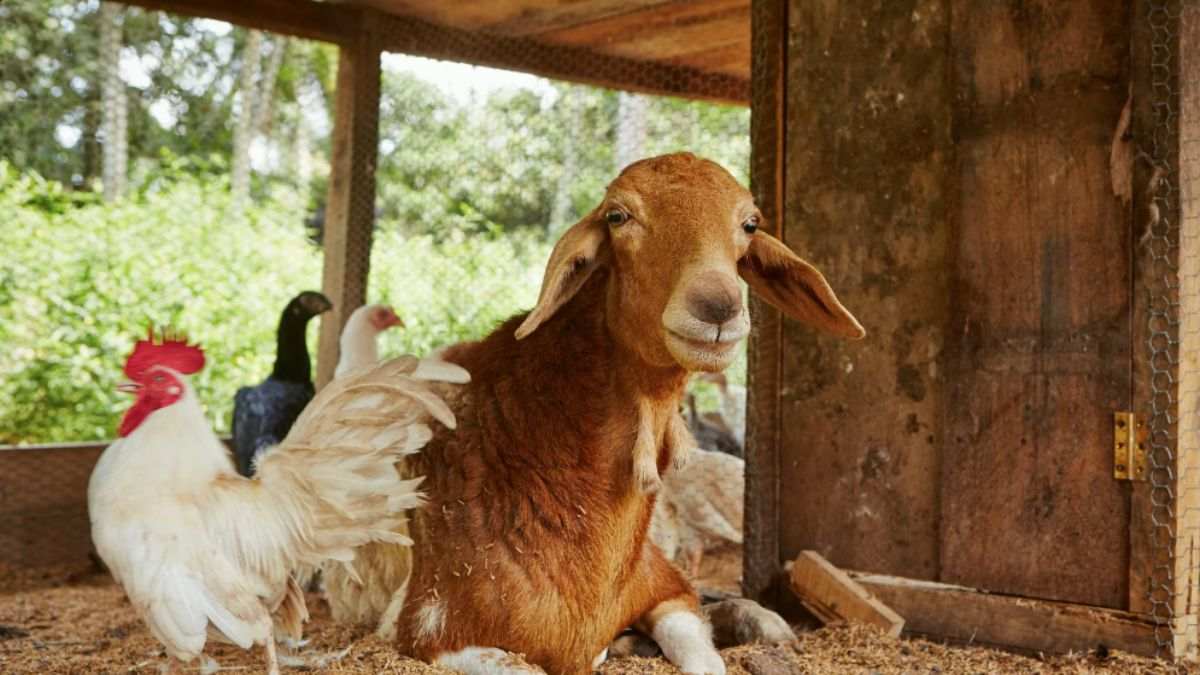 hidden objects optical illusion test find-hidden-fruit-optical-illusion