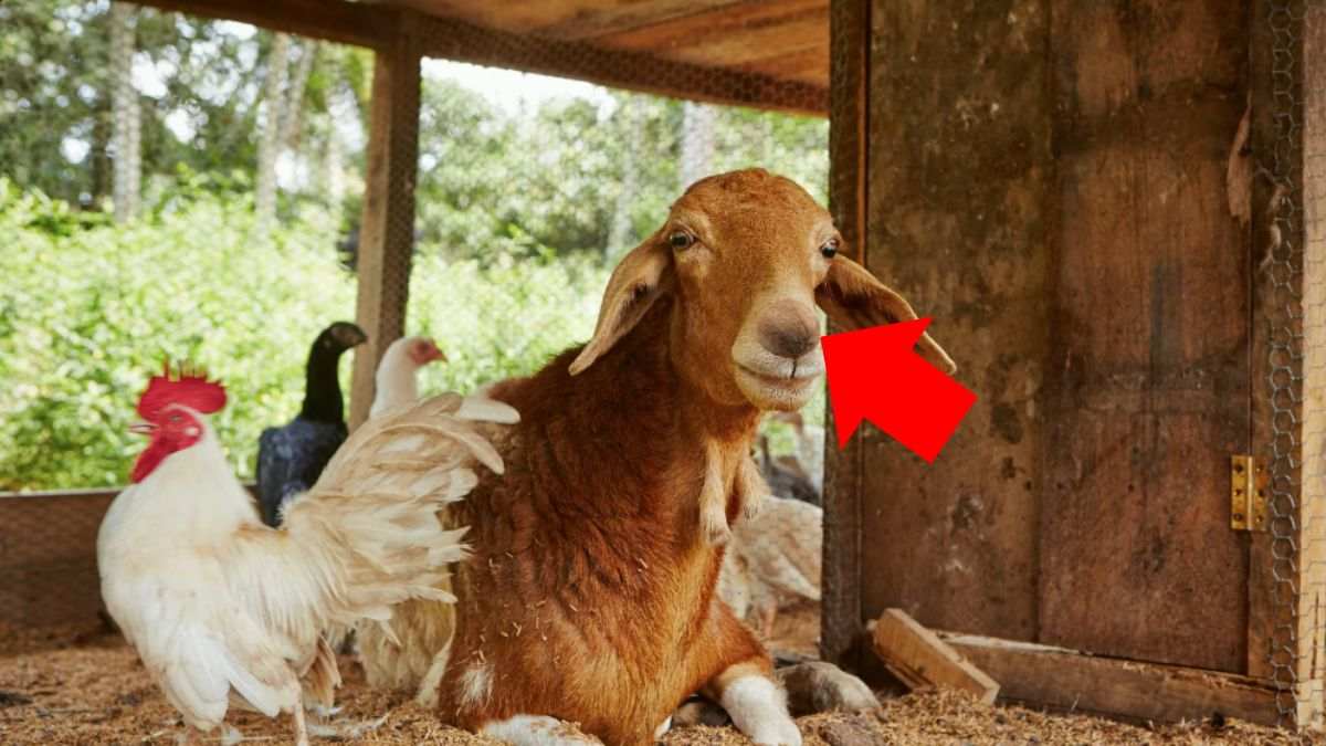 find-hidden-fruit-optical-illusion-answer