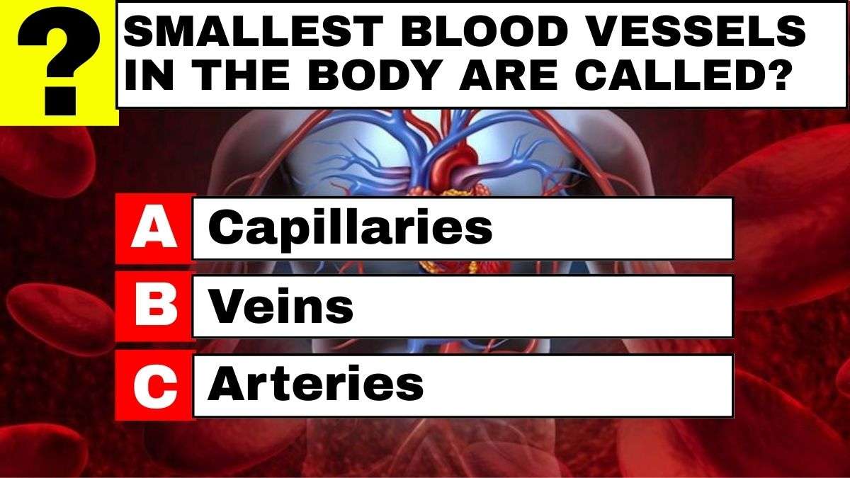 trivia-questions-with-answers-general-knowledge-quiz