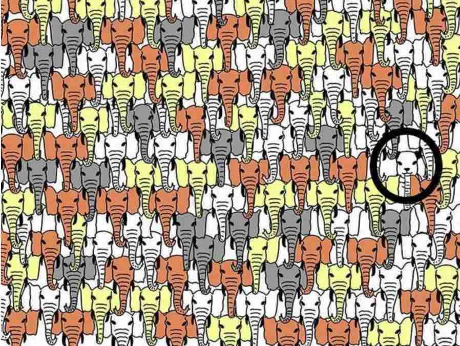 find-hidden-animal-puzzles-with-answers