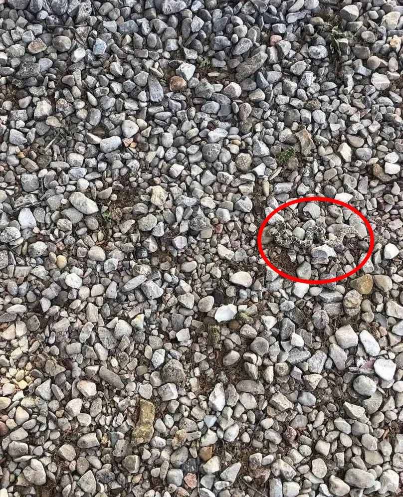 find the snake solved