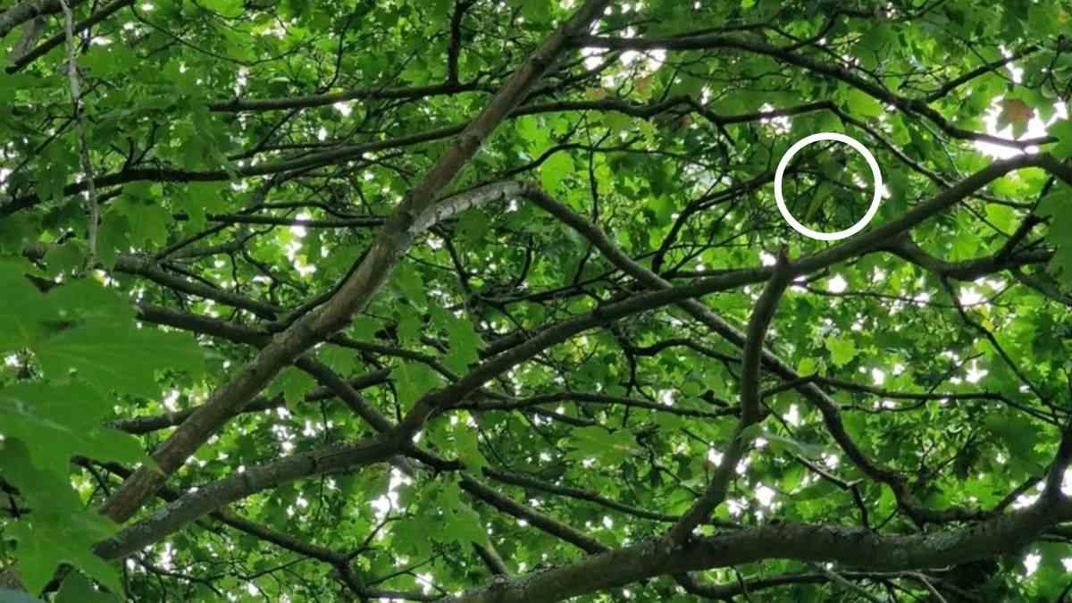 hidden-bird-optical-illusion-answer