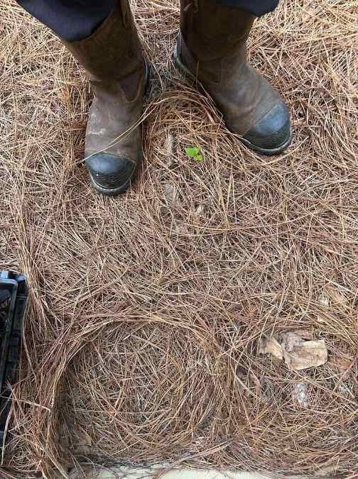 find the snake optical illusions with answers find-the-snake-optical-illusion