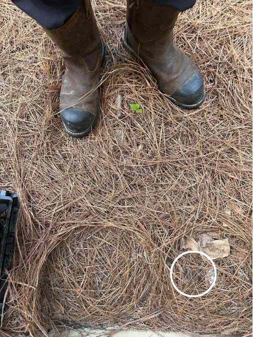 find-the-snake-optical-illusion-answer