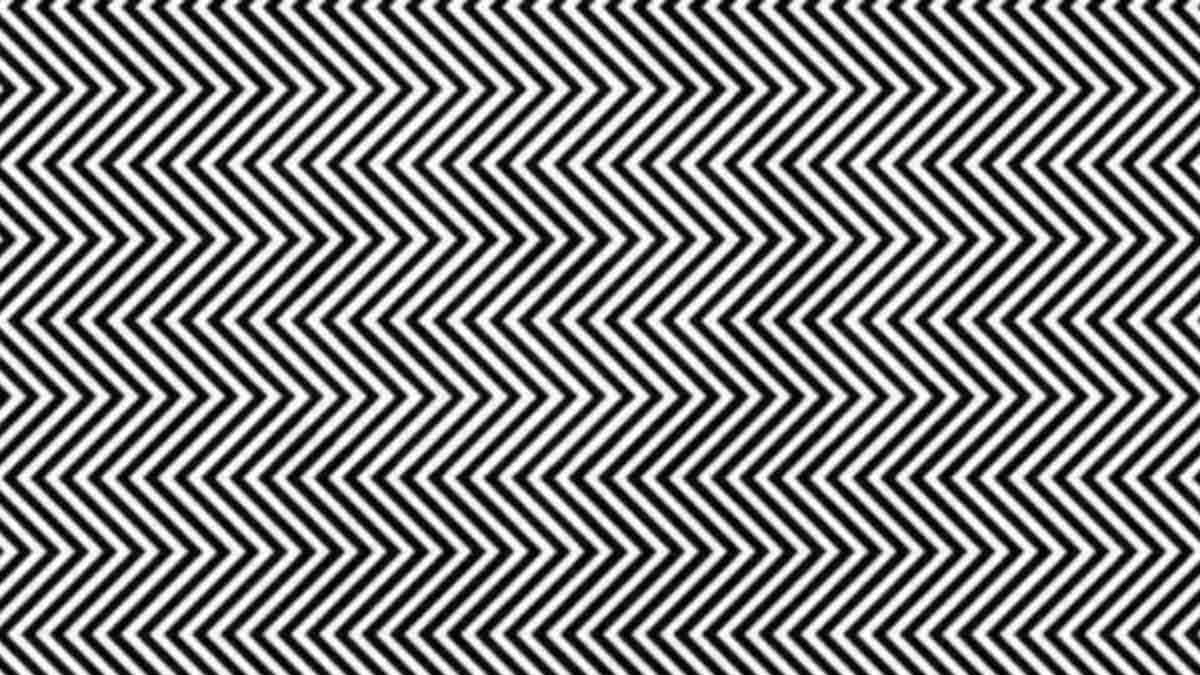 hidden panda optical illusion find-hidden-panda-optical-illusion