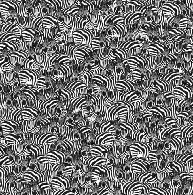 hidden piano among zebras optical illusion find-hidden-piano-among-zebras-optical-illusion