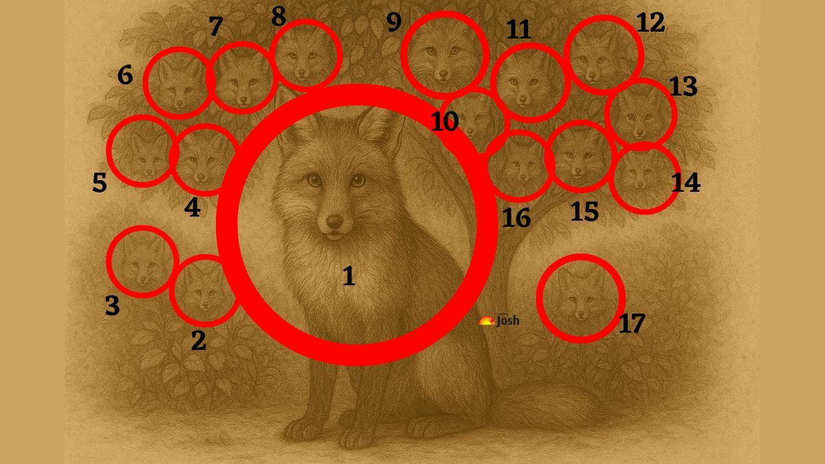 find the number of fox-sol