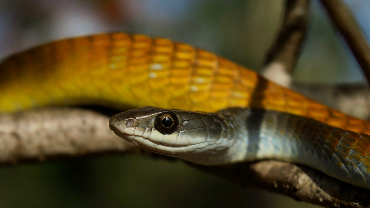 Golden Tree Snake