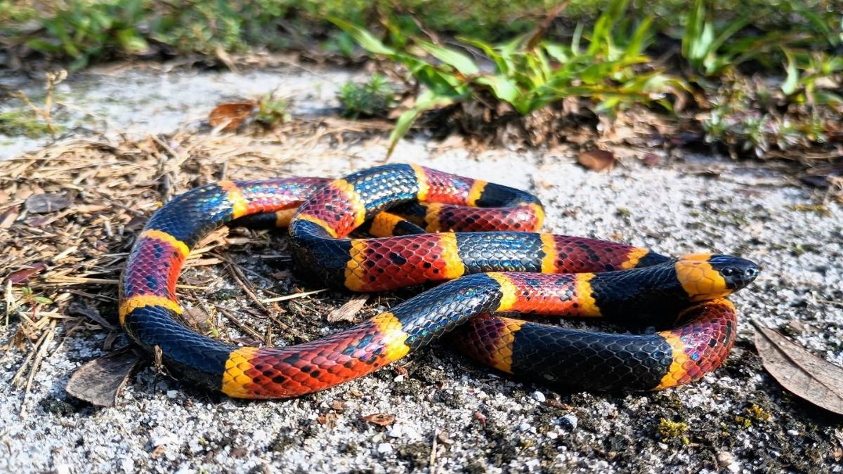 Orange-banded Coral Snake