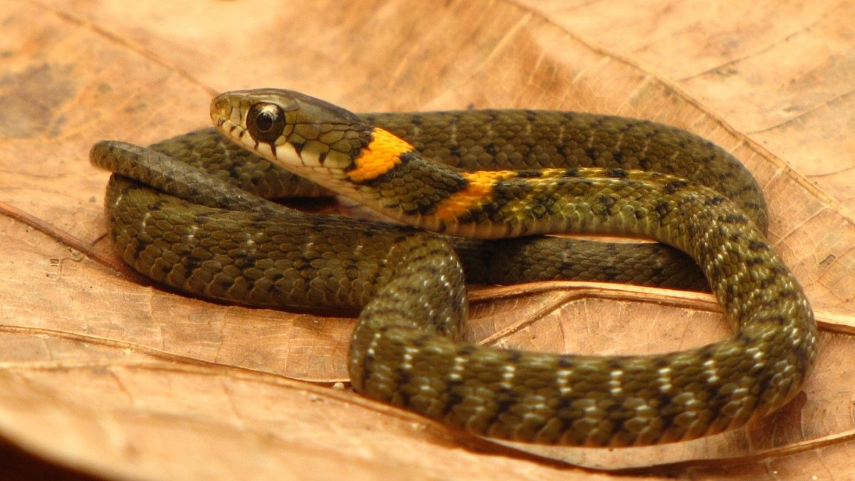 Orange collared keelback