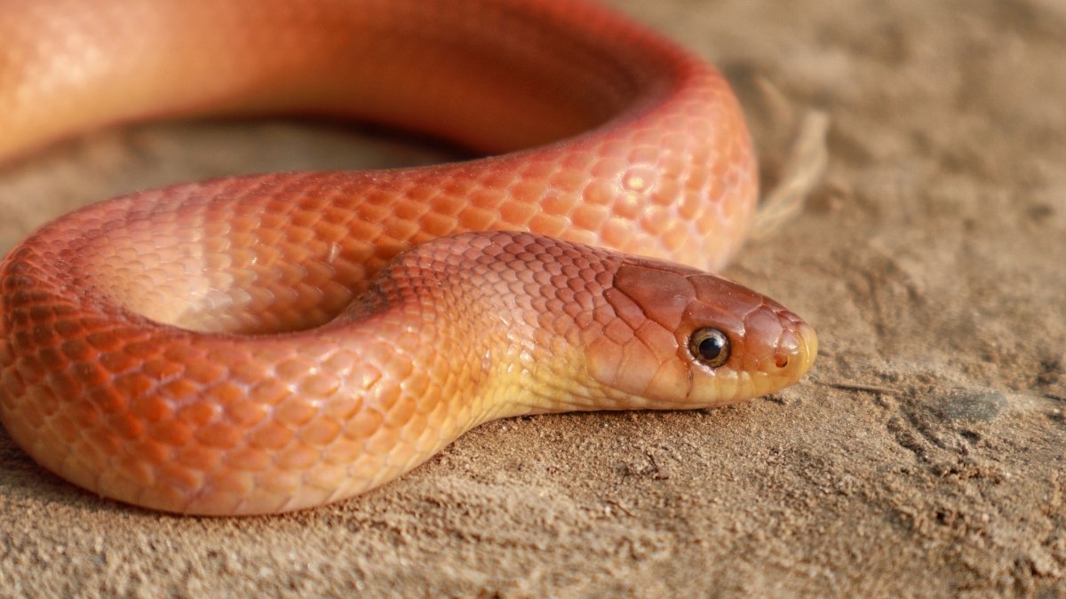 _Coral Red Kukri Snake