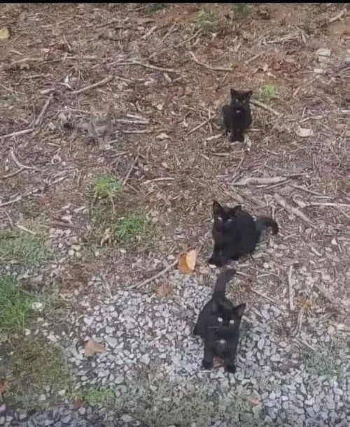 find-the-4th-kitty-v0-2klvbqfy6lif1