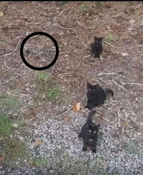 find-the-4th-kitty-v0-2klvbqfy6lif1-one